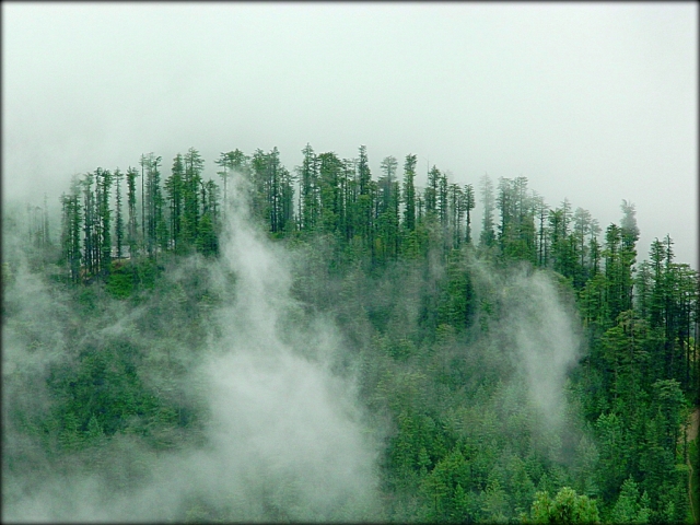 tall trees on a hillside in the heavy mist